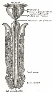 Navicular fossa of male urethra - Alchetron, the free social encyclopedia