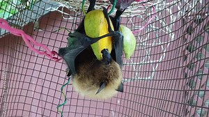 SLOW MOTION: flying fox of Seychelles eating mango fruit hanging upside down. The Pteropus seychellensis is a species of megabat in the Pteropodidae family, living in Seychelles islands of Africa. Stock Video