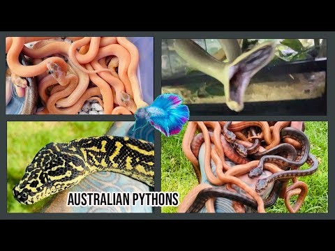 100+ NEW BABY AUSTRALIAN PYTHONS 🐍 🪱🪱