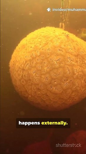 How Fish Reproduce: The Secret World of Fish Eggs 🐟