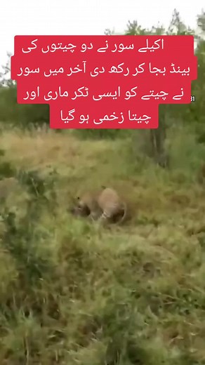 Male Leopards Encounter in the Wild | Amazing Wildlife Sightings