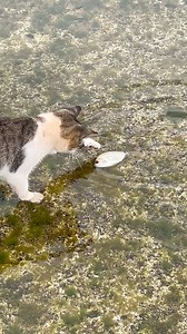 49K views · 309 reactions | Cat VS fish  #beachlife #fyb | Ben Mouloud_vlogs | Facebook