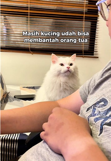 Gimana kalau udah bear? #kucinglucu #kucingputih #kucingngomong #kootie #CapCut
