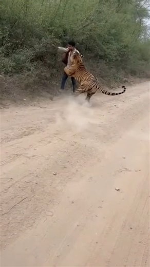 Dream zap on Instagram: "Man Dragged Into Bushes as Phone Records A terrifying moment is caught on a phone camera when a sudden tiger attack causes the cameraman to drop the device. The phone hits the ground and keeps recording from a fixed angle as chaos continues out of control. With the camera lying on the ground, only legs, dust, and shaking bushes are visible while the man is dragged away. The uncontrolled angle and raw audio make the scene feel disturbingly real, showing how quickly danger