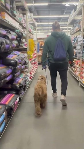 7 mo Australian Labradoodle Frankie ~ Best Labradoodle Trainers ~ Off Leash K9 Training Phoenix