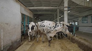 A herd of adult cows walking inside the huge farming barn. Herd of cattle livestock cows wandering around the barn. Herd of cows stepping on the hay grass covering the barn floor. Ranch.