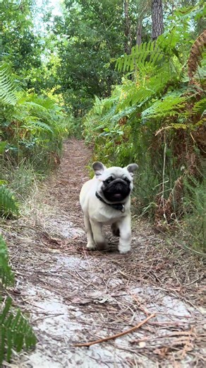 The fastest pug in the forest ⚡️ Follow Elvis. #pug #pugsoftiktok #dogsoftiktok #dog
