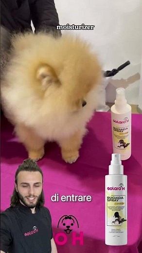 How to Brush and Bathe a Pomeranian? A Complete Routine with the Right Products #solaroh #grooming