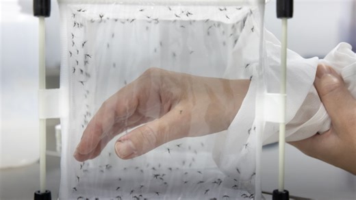 Should scientists be allowed to edit the genes of wild animals? Top conservation groups just voted yes