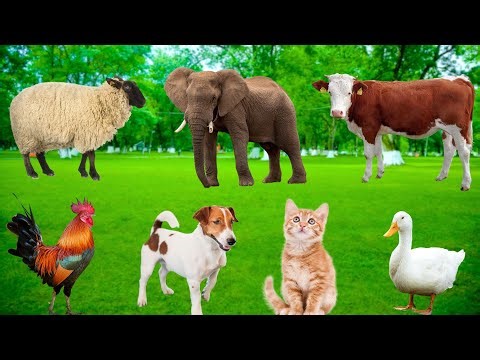 Interesting Farm Animals - Buffalo, Sheep, Cow, Elephant, Chicken, Cat - Animal Moments