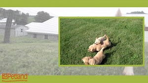 Healthy puppies are happy puppies! Petland works only with breeders that make the health of their puppies and parents their first priority. To learn more about our breeders please visit petlandcares.com today. | Petland USA