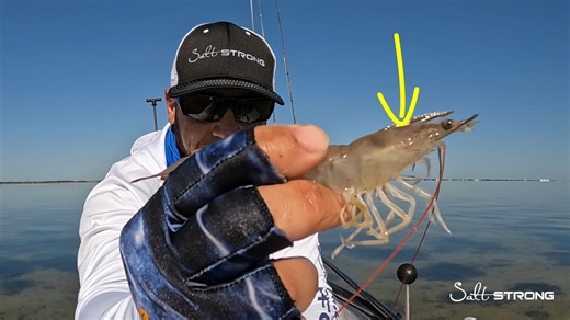 🦐 Live shrimp is one of the most popular baits for saltwater fish, but are you rigging them up the best way possible for more strikes? Learn the most effective ways to rig live shrimp for different conditions to maximize results. | Salt Strong