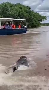 Capybara makes a dramatic escape from a caiman by diving straight into a tour boat, giving tourists the surprise of a lifetime! #capybara #wildlifeencounter #caiman | Right Now
