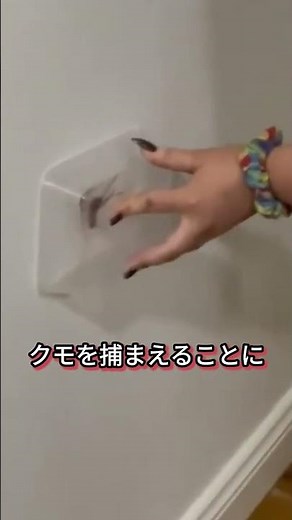 家に現れたクモを捕まえる方法
