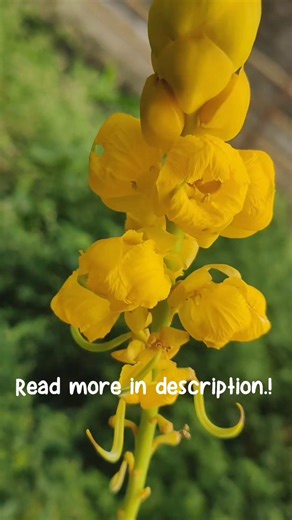 #Sennaalata #cassia #Candlestickflower Plant," it is a tropical shrub known for its bright yellow flower spikes and traditional medicinal uses. It is used to treat fungal skin infections like ringworm and has a long history in various cultures for its anti-inflammatory, antibacterial, and antioxidant properties. The leaves of Cassia alata close at night, and it produces long, straight pods that contain numerous flat seeds. It is also a valuable plant for butterflies because it serves as a host p