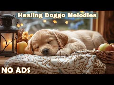 12 Hours Dog Sleep Music 💤 Dog Calming Music 🐶 Audio For Relaxed Behavior And Emotional Comfort