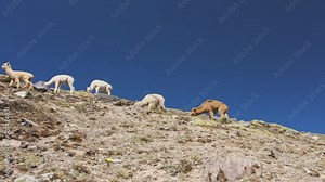 Peruvian village and alpacas free in andes mountains, Peru, South America
