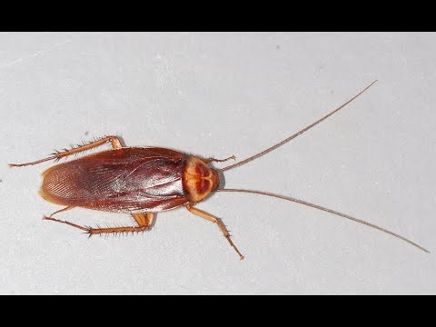 American cockroach