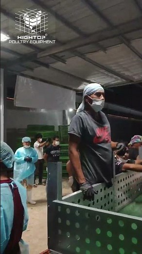 Chain-type automated broiler cage harvesting demonstration#broilerfarm #chickenfarm