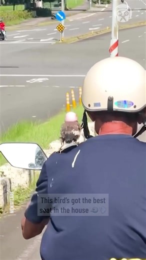 Bird hangs on owner's shoulder while riding | Bored Panda Animals