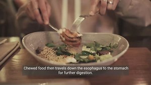 The Digestive Process - A Step-by-Step Guide