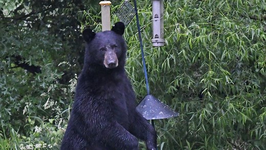 Bears, bobcats and bald eagles, oh my. Ohio's wild 2025 in wildlife