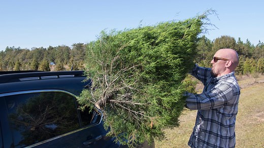 Pick the perfect fresh tree at one of these Mississippi Christmas tree farms