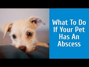 What To Do If Your Pet Has An Abscess