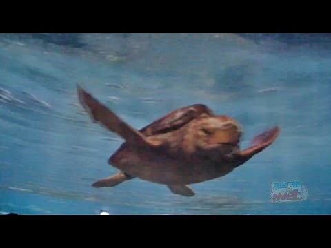 TurtleTrek at SeaWorld Orlando with 360 dome 3D movie and aquariums