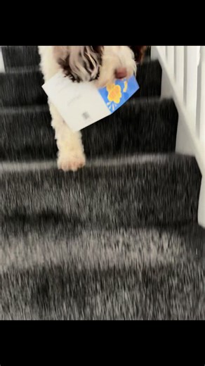 My whole heart ♥️ #dogsoftiktok #dogmam #cockapoo #cockapoosoftiktoks #puppydog