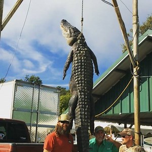 9.7K views · 222 reactions | First gator of the day 12' 4"!!!Cajun Outback - Coy Farmer and Jay Foster. #gatorfest2016 #alligator #anahuac | Texas Gatorfest | Facebook