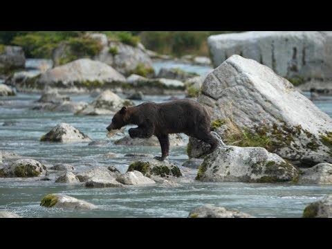Woman waving fish at bear, Alaska