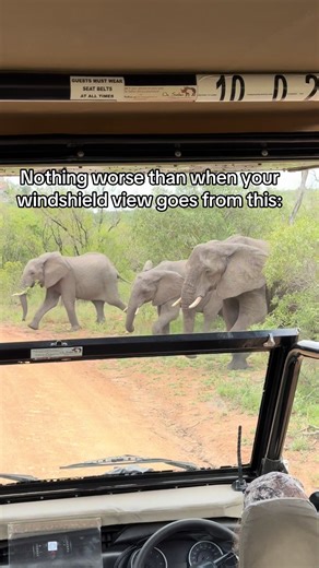 No because it’ll never be as good as elephants but does it have to be a blizzard??? #safari #elephant #kruger #southafrica #africansafari