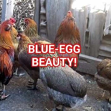 The Blue Egg Chicken from Chile! 🥚💙 | Araucana Facts You Didn’t Know”