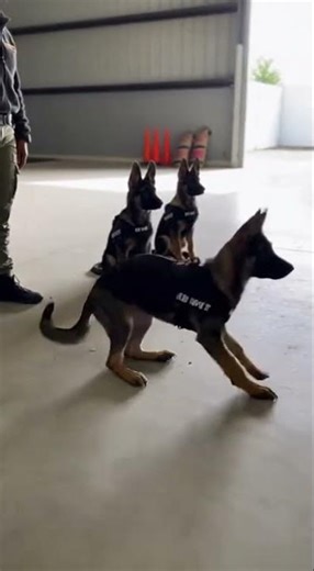 German shepherd k9 puppies training watch their first sit command #k9 #k #puppies