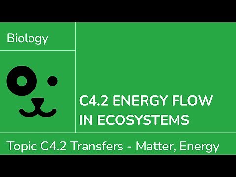 C4.2 Energy Flow Through Ecosystems [IB Biology SL/HL]