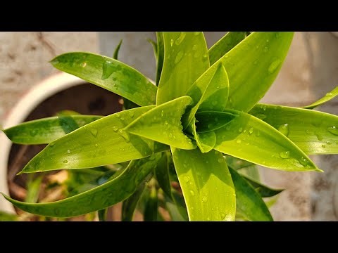 Green Fingers by Preeti Pandit is live,#on #live #gardening