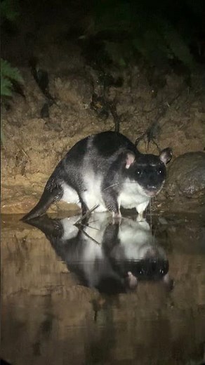The Rare and Elusive Water Opossum in Colombia
