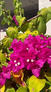 Theo tháng năm trăng rằm - Full Moon #shorts #travel #nhactrutinh #motphuttinhca #moonflower #life