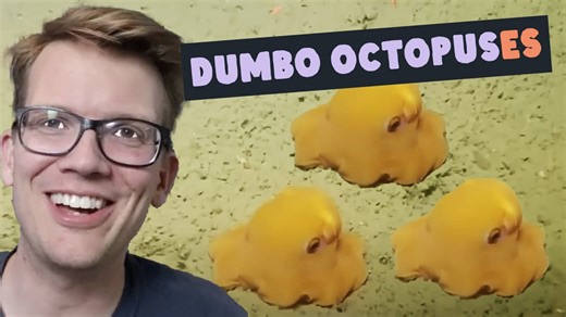 These octopuses (octopodes?) (octopi?) are adorable