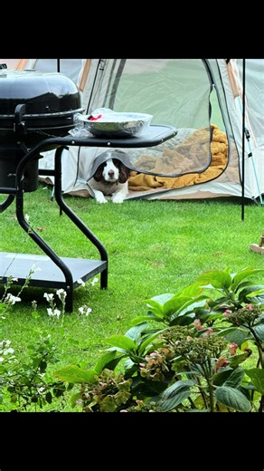 From opening the bag to moving in was less than one min! No need to read instructions! So simple and clever! Perfect for those who don’t want to mess with poles and ropes! #tent #popuptent #wildcamping #festival #quicktent