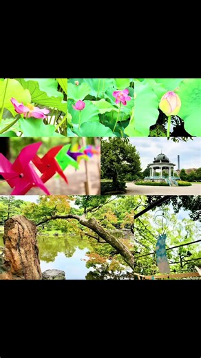 🪷 Lotus season at Tsuruma Park, Nagoya I visited around midday, and the lotus flowers were almost in full bloom. Seeing so many lotus flowers and leaves covering the pond was a beautiful reminder that summer has arrived in Japan. #Nagoya #JapanTravel #Lotus #TsurumaPark #summerinjapan