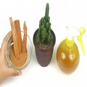 How to use Cinnamon as natural Pesticide | To get rid of Mealybugs & Aphids for Succulents | Rana Craft