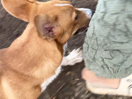 小狗一直踩我脚，感觉是故意的，怎么报复他，在线等