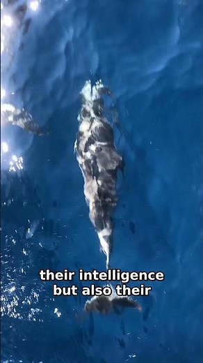 Discover Dolphins: Secrets of Their Communication Skills