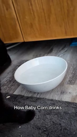 50K views · 16K reactions | Baby Corn avoided all water bowls for ages (so we added water to his food), but Maple loves drinking water and this is his favorite bowl so now Baby Corn drinks water. Or rather, he pecks at it like a bird. #babycorncat #cerebellarhypoplasia #wobblycat #dwarfcat #cat | Whisks to Whiskers | Facebook
