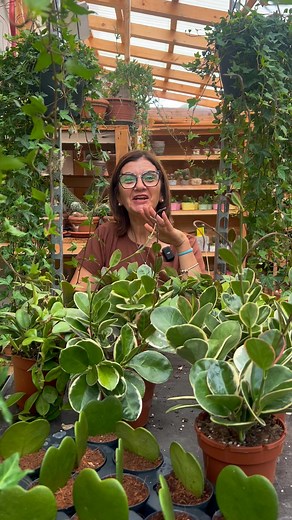 La pianta del mese che tutti vogliono 😧🍃🌿🪴 | Alex Flora Fiorista