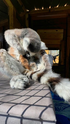 Ring-tailed lemur matriarch, Felana, takes such good care of her new baby 💞 | North Florida Wildlife Center