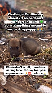 25K views · 3.3K reactions | Donation link below  paypal.com/donate/?hosted_button_id=W25C5MS2TAB74 | Amos AnimaRescue | Facebook