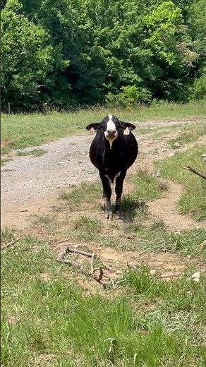 Cow Makes Angry Moo at Farmer - 1409846